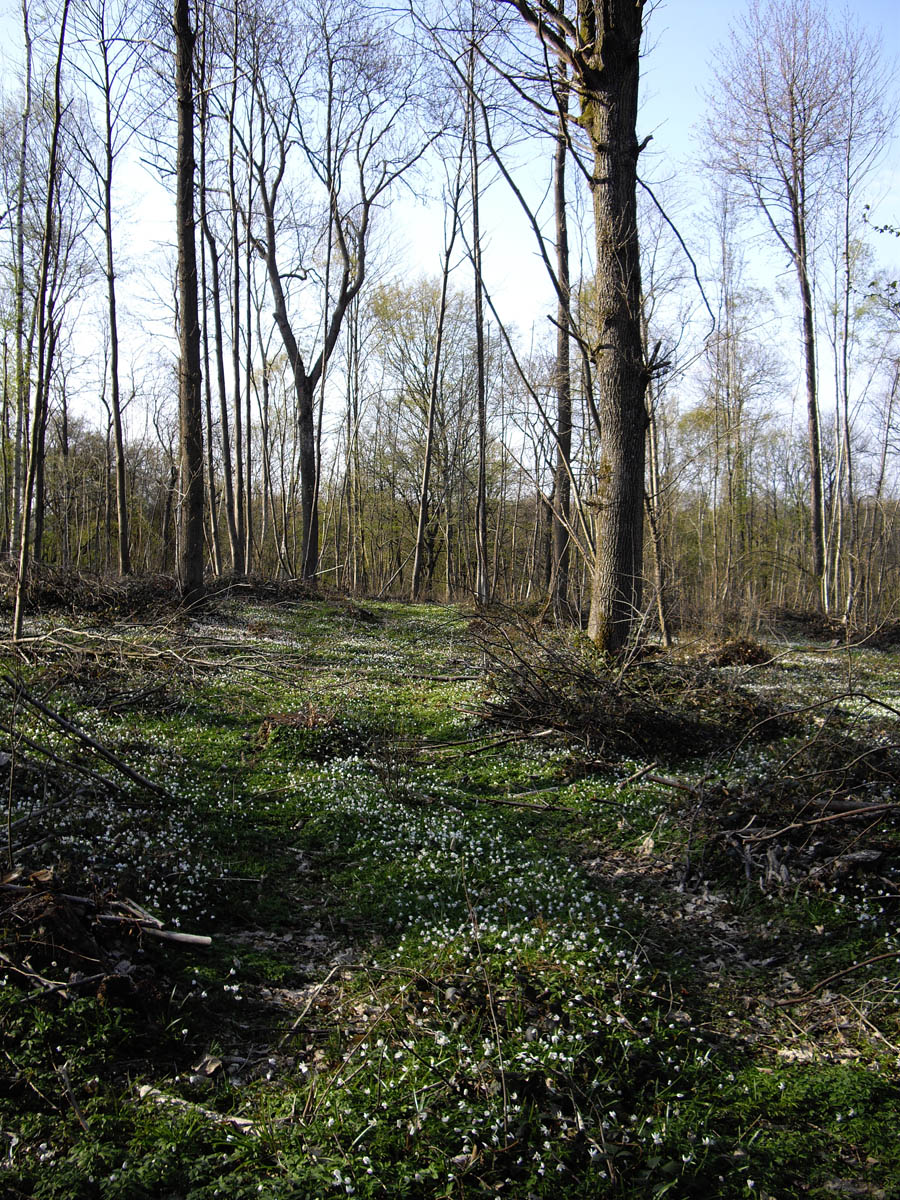Le Montoir avec pelouse d'anémone sylvestre (Luzarches)